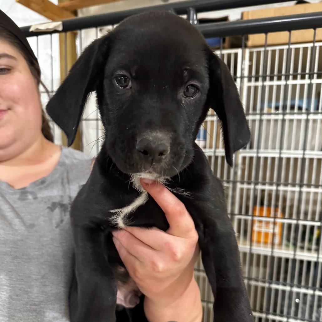 Enlarge Blanco, a Adoptable Mixed Breed in Hinsdale, IL image 2/4