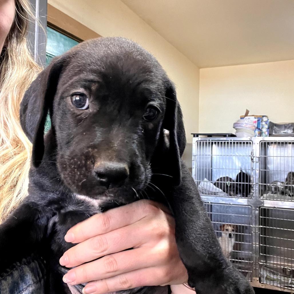 Enlarge Blanco, a Adoptable Mixed Breed in Hinsdale, IL image 3/4