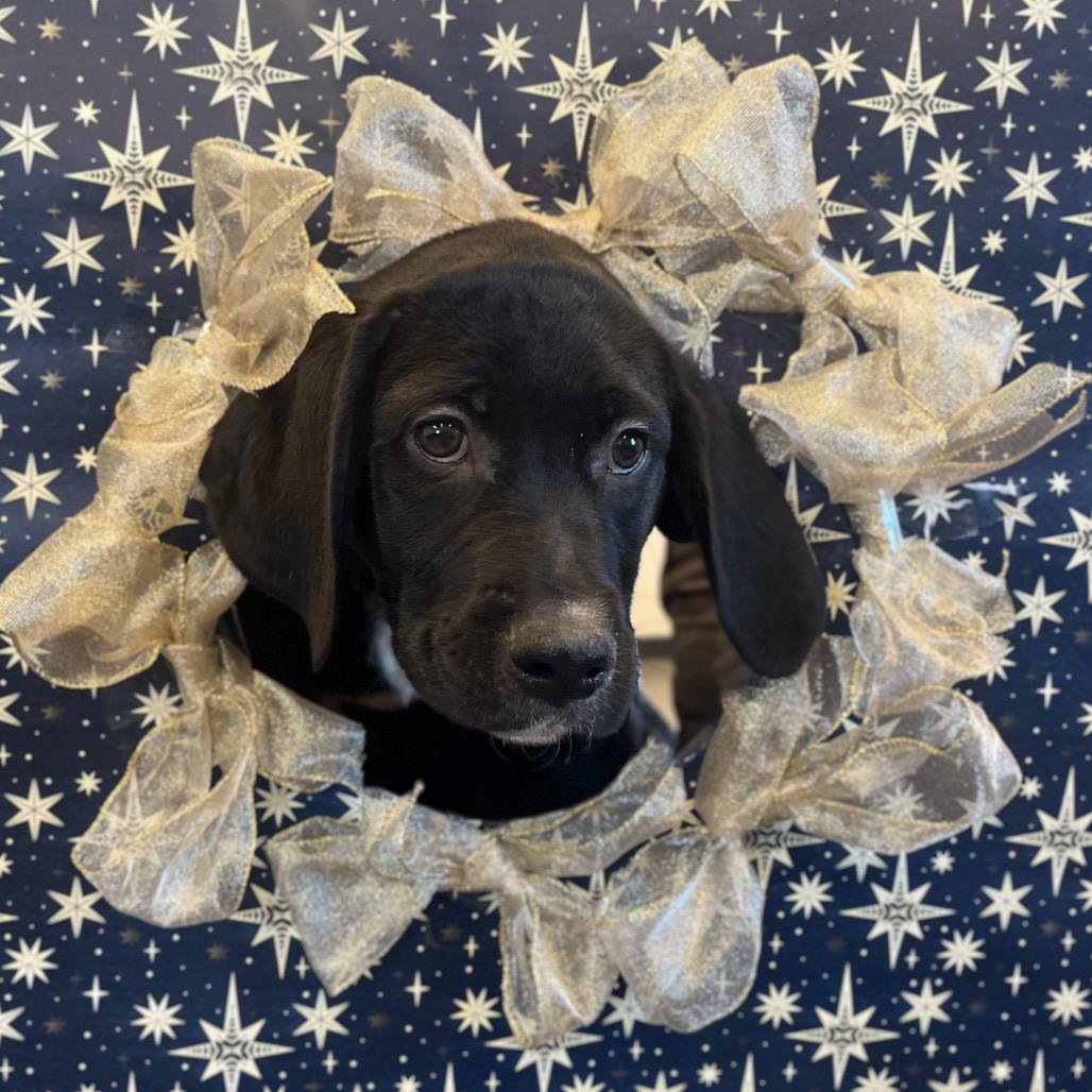 Enlarge Blanco, a Adoptable Mixed Breed in Hinsdale, IL image 4/4