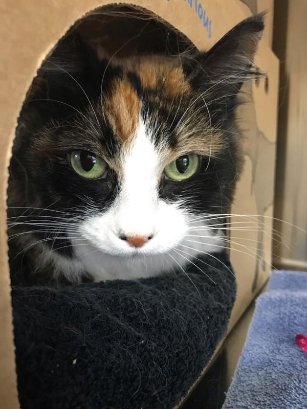 Cammy, Adoptable, Senior Female Domestic Long Hair.
