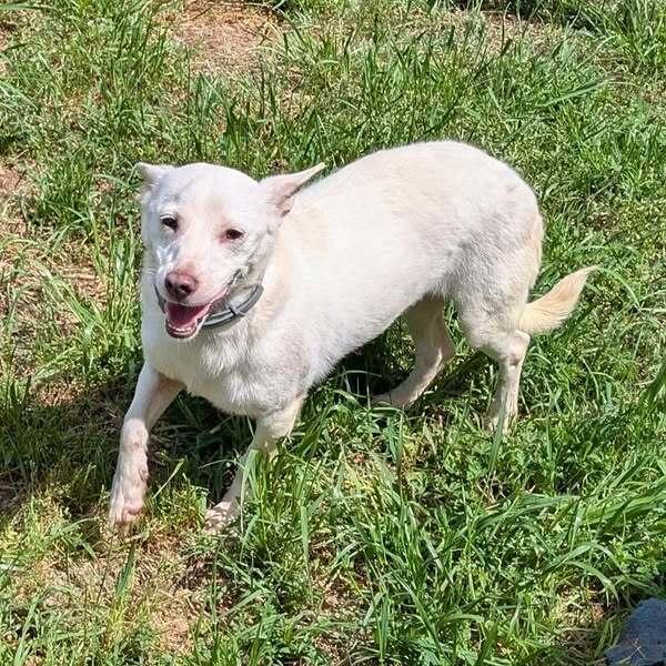 Shea, a Adoptable mixed breed in Ridgeland, SC image 2/4