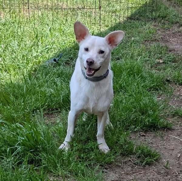 Enlarge Shea, a Adoptable mixed breed in Ridgeland, SC image 2/2