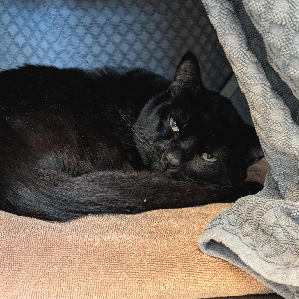 Percy Jackson, Adoptable, Adult Male Domestic Short Hair.