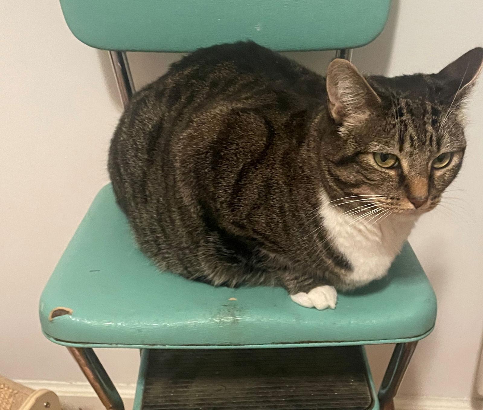 GEMMA #1736 - Offered by Owner - Indoor/outdoor, Adoptable, Adult Female Tabby & Domestic Short Hair.