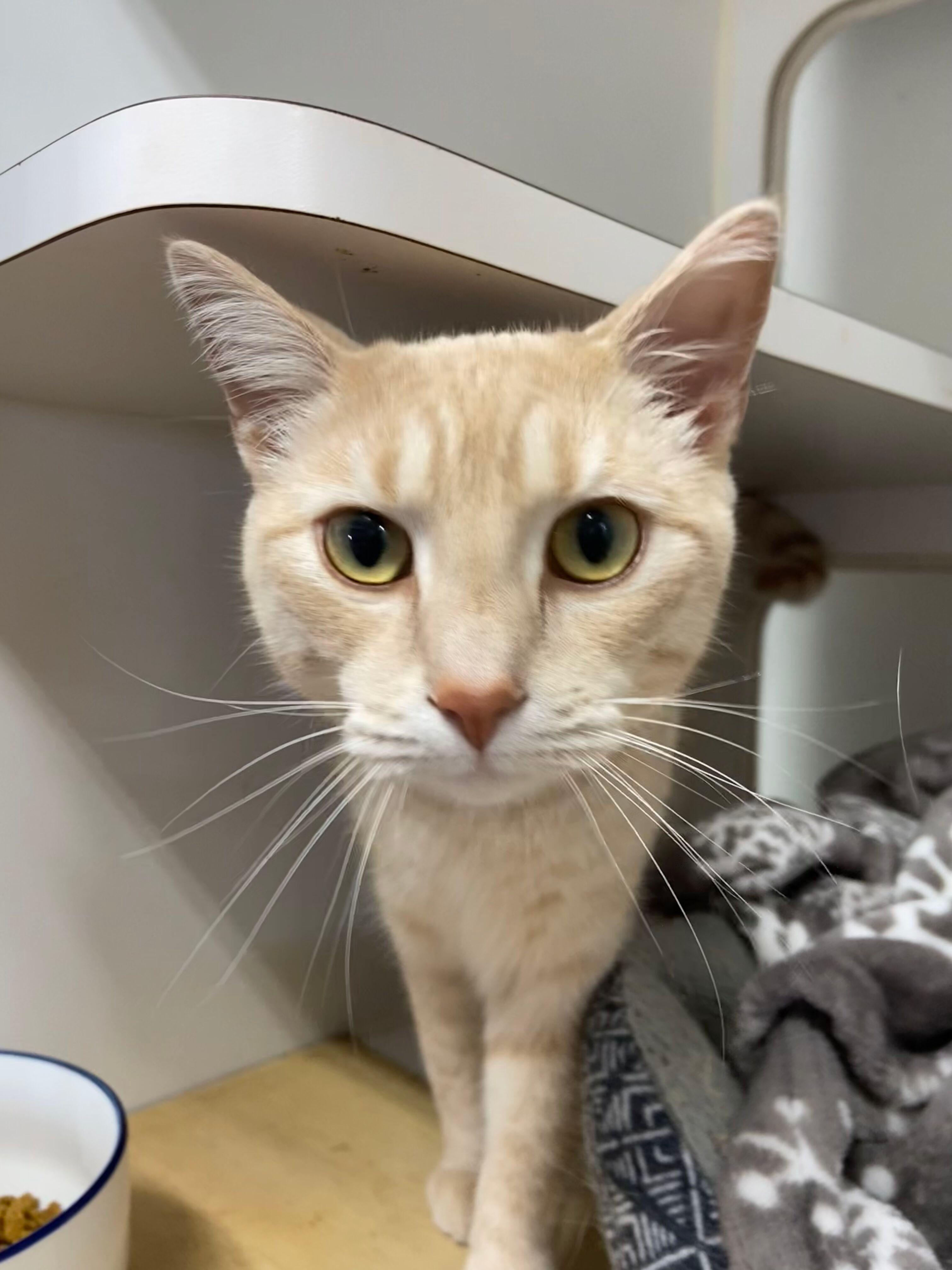 FINN, adopted, Adult Male Tabby.