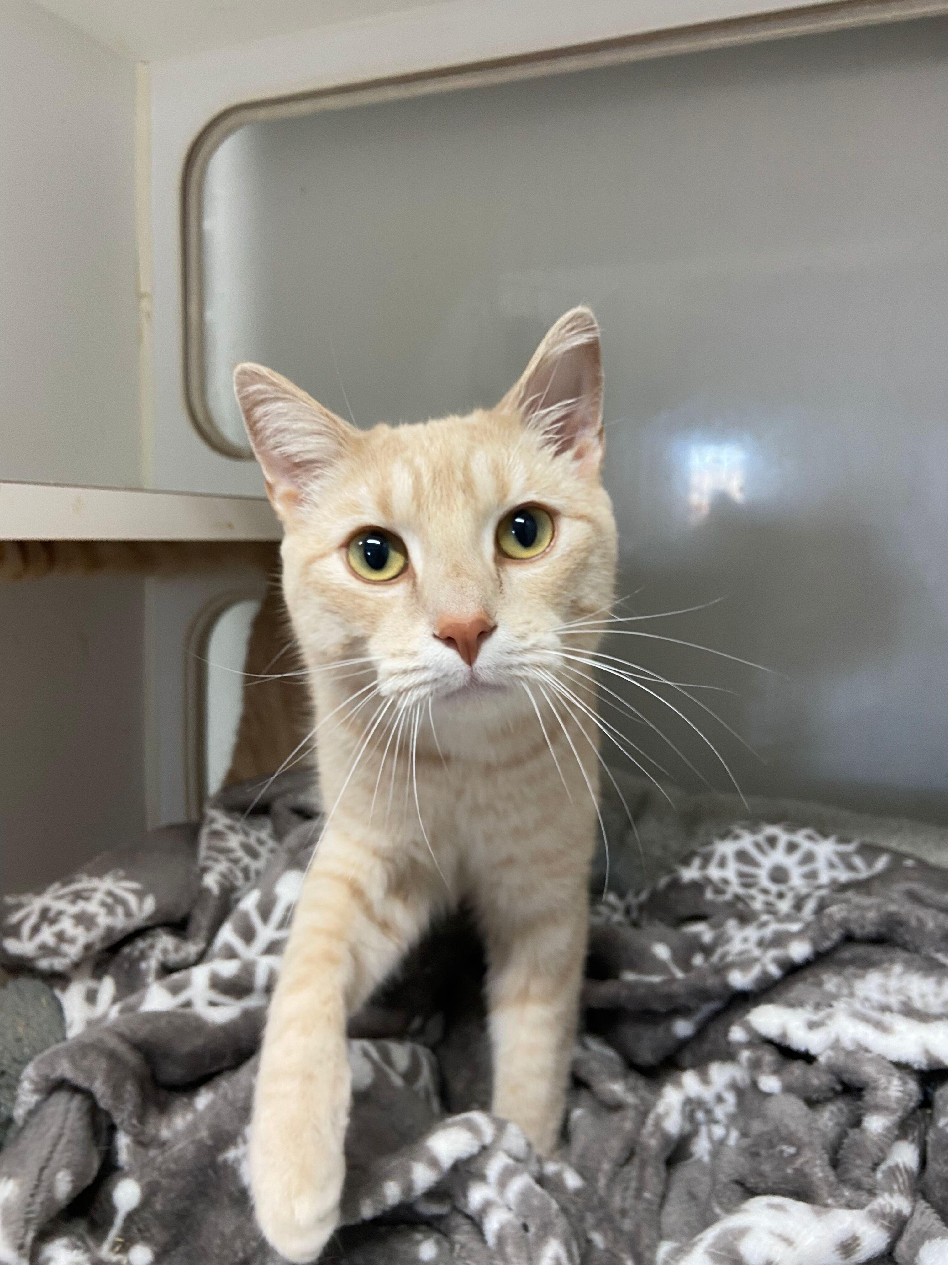 Enlarge FINN, an adopted Tabby in Peru, IN image 3/3