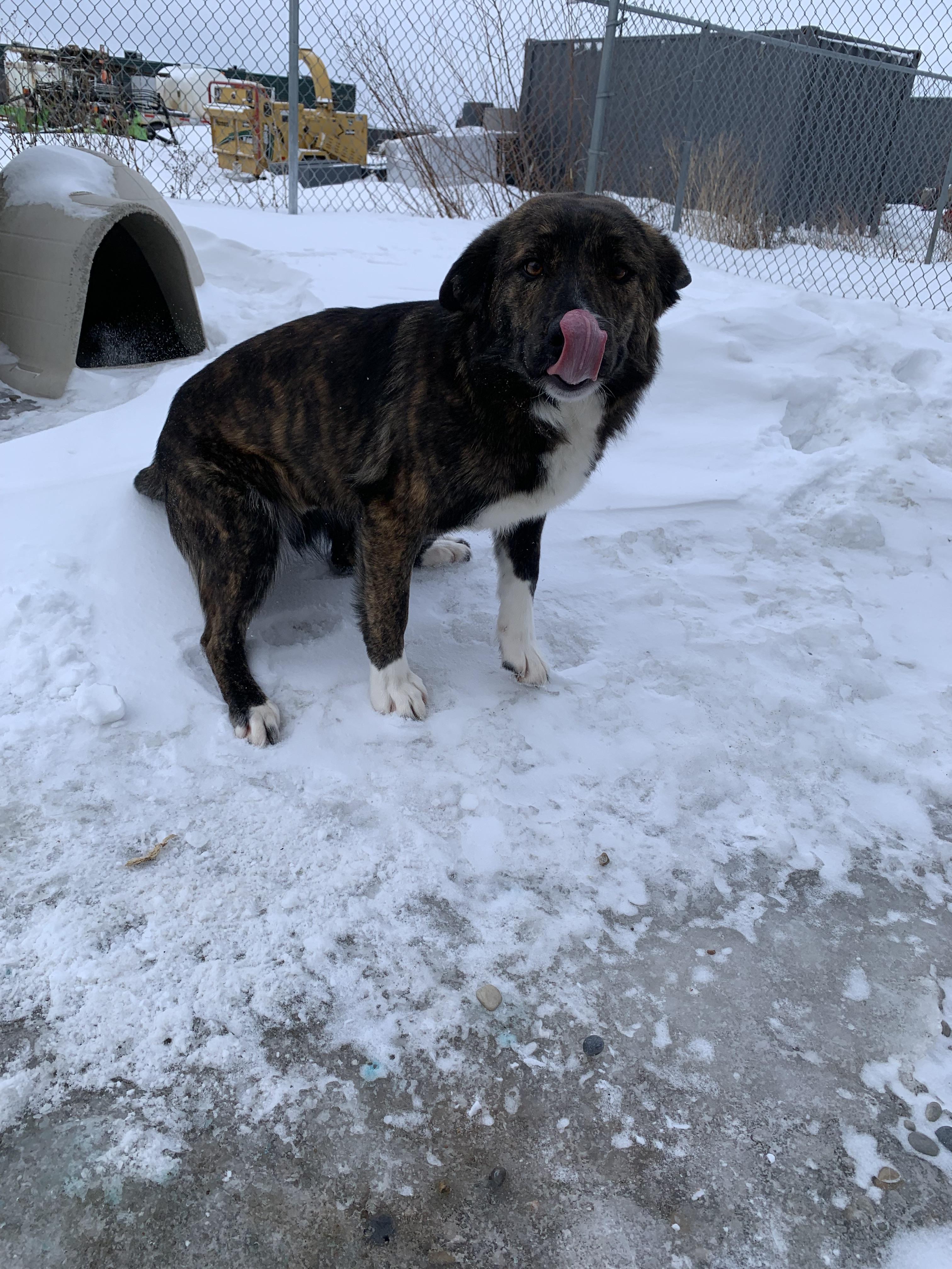 Sable, ADOPTABLE, Adult Female Shepherd.