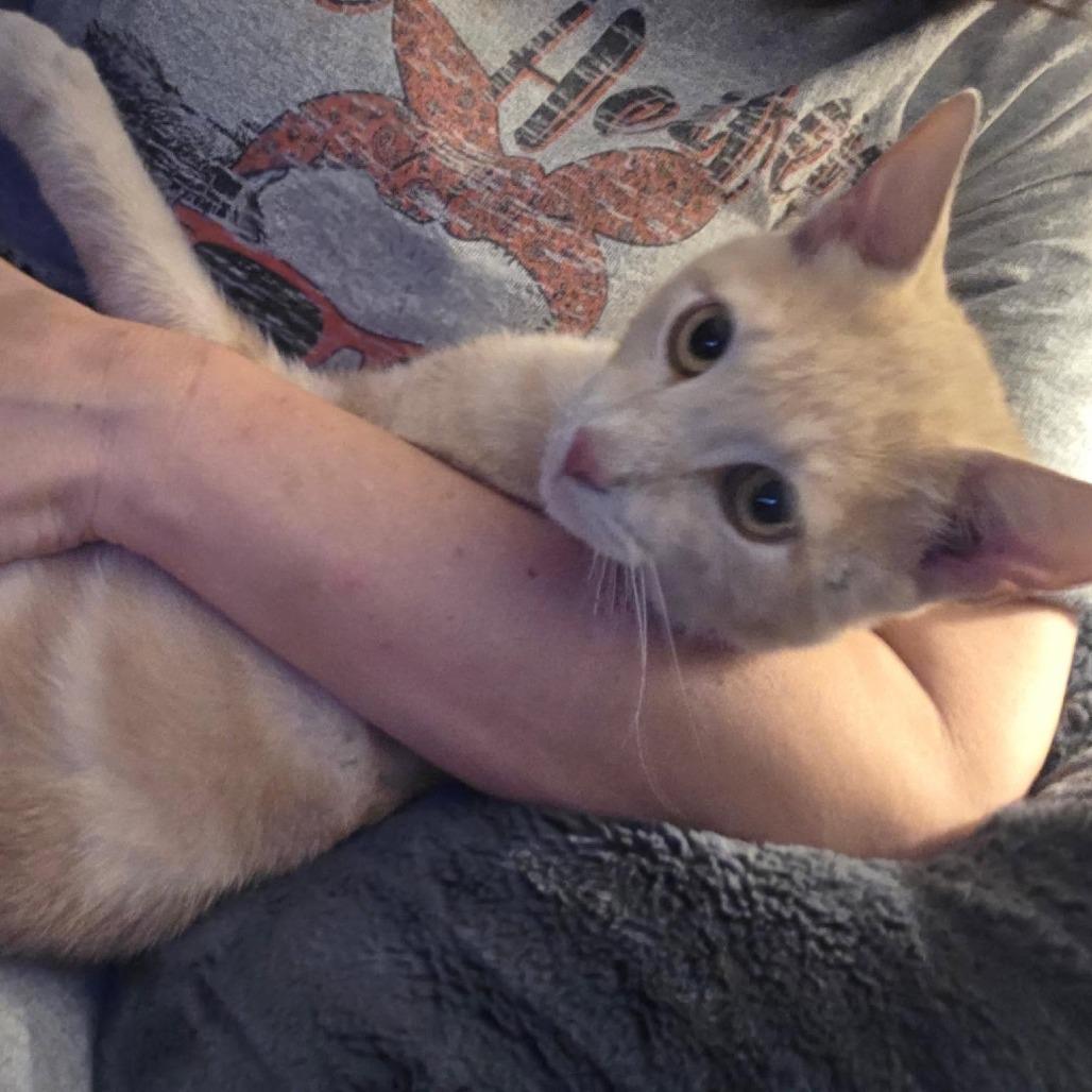 Oscar, Adoptable, Young Male Domestic Short Hair.