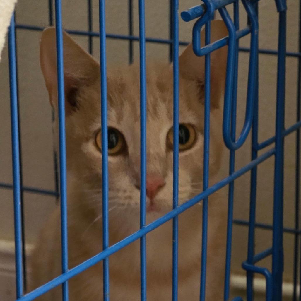 Enlarge Oscar, a Adoptable Domestic Short Hair in Port Neches, TX image 2/2