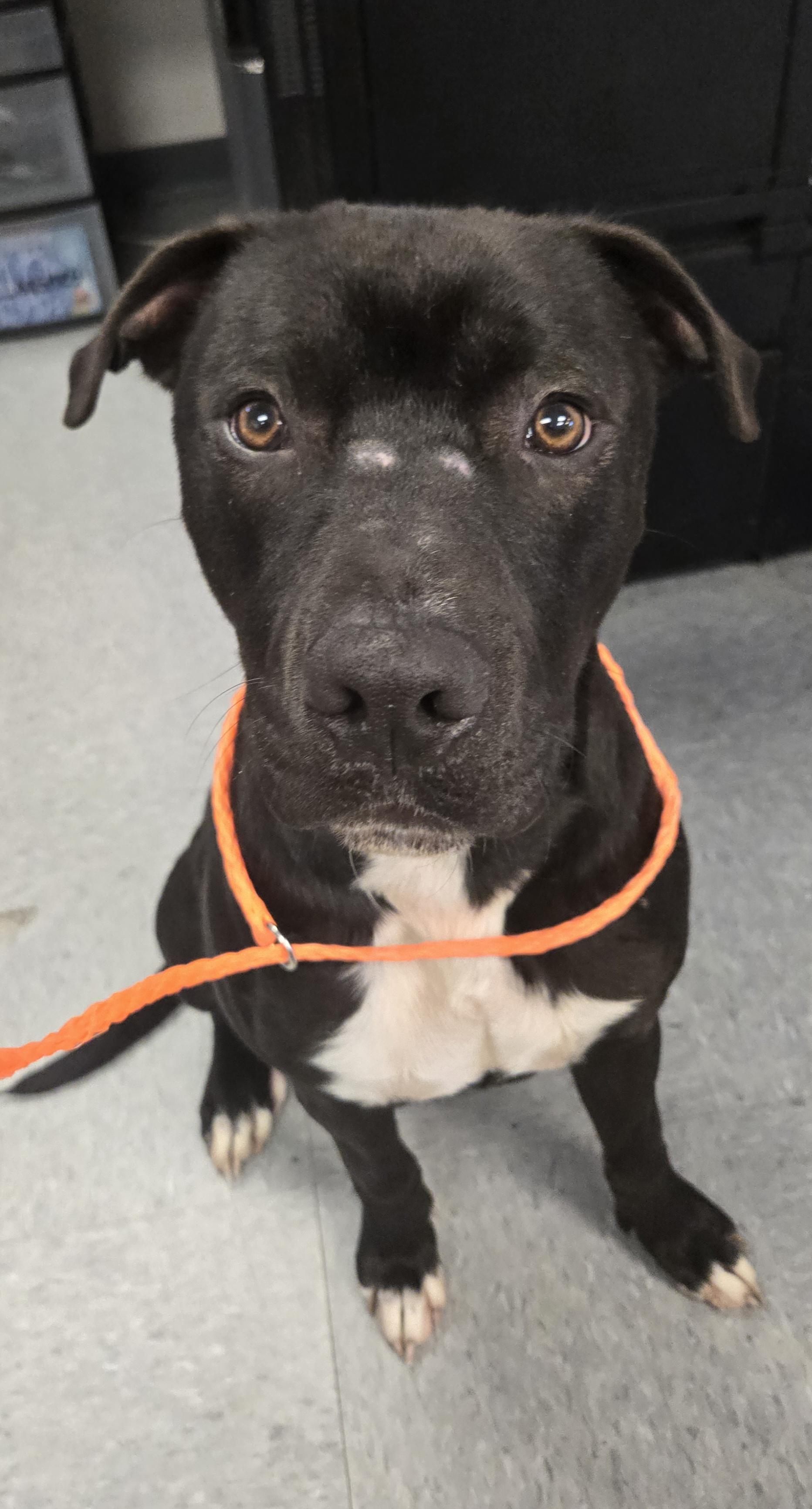 Enlarge Stuart, a Adoptable mixed breed in Watertown, NY image 1/1