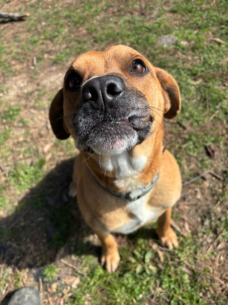 Enlarge Leon, a Adoptable mixed breed in Little Rock, AR image 2/5