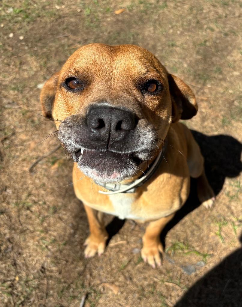 Enlarge Leon, a Adoptable mixed breed in Little Rock, AR image 3/5