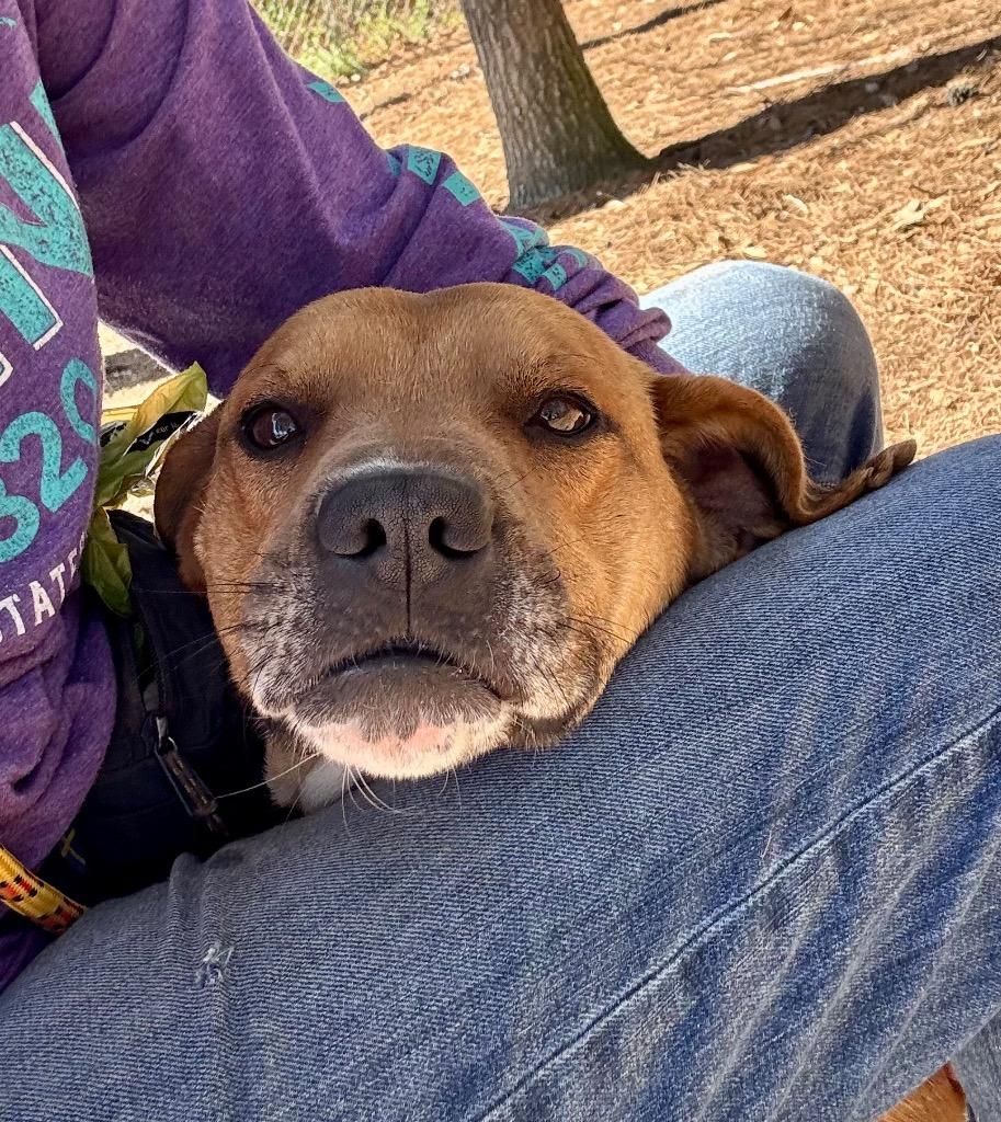 Enlarge Leon, a Adoptable mixed breed in Little Rock, AR image 4/5