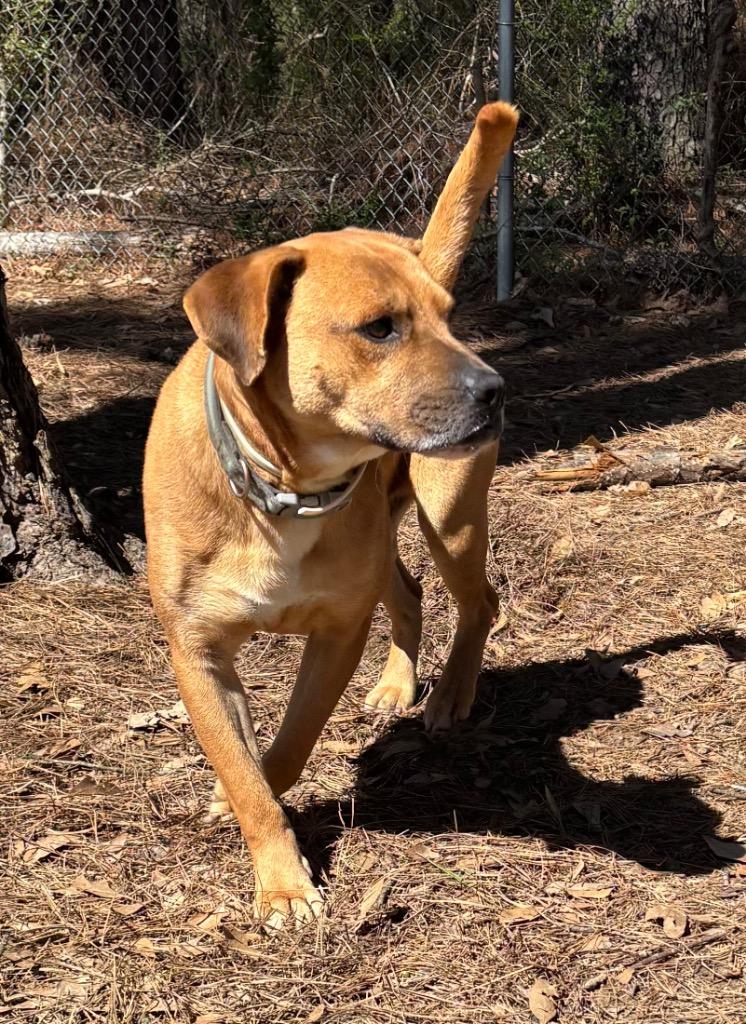 Enlarge Leon, a Adoptable mixed breed in Little Rock, AR image 5/5