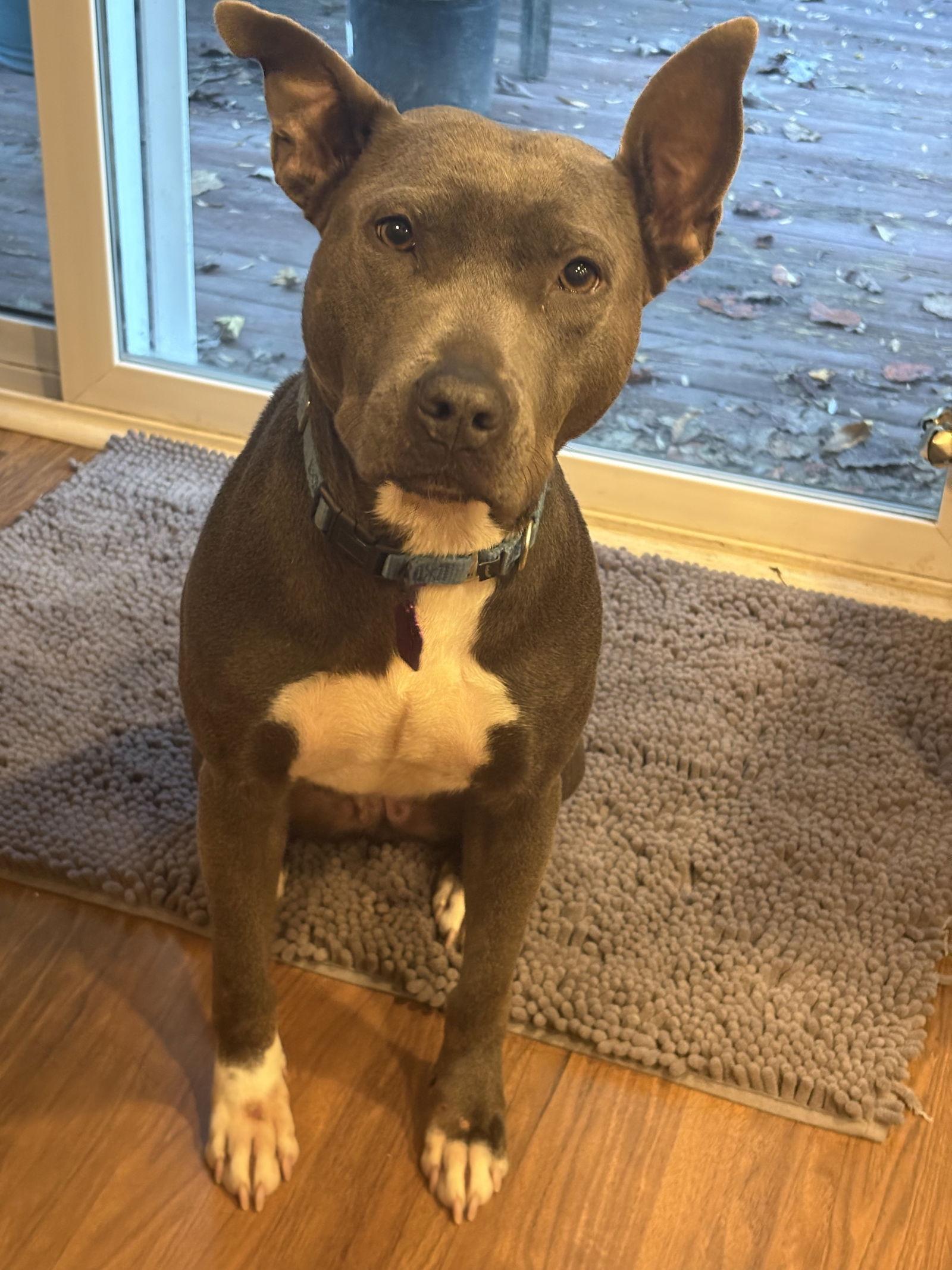 Storm, a Adopted Pit Bull Terrier in Spotsylvania, VA image 1/3