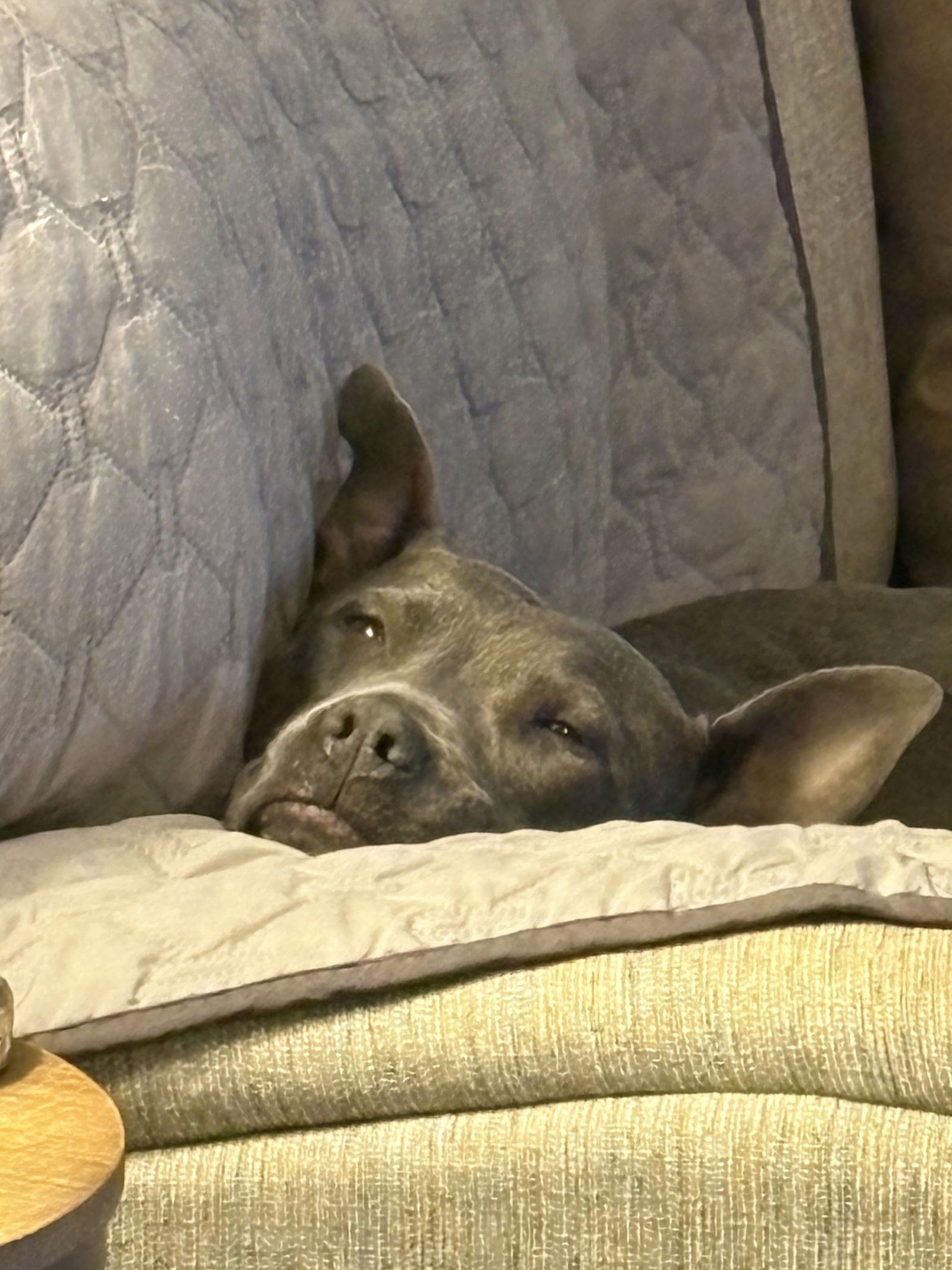 Storm, a Adopted Pit Bull Terrier in Spotsylvania, VA image 2/3