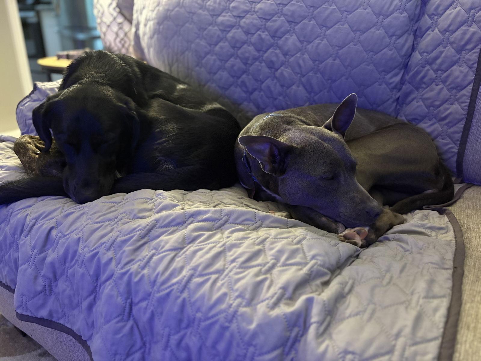 Storm, a Adopted Pit Bull Terrier in Spotsylvania, VA image 3/3