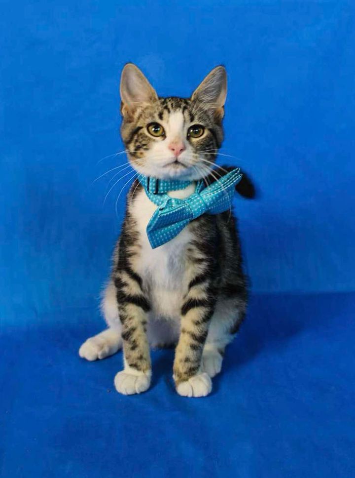 Homer, a Adopted American Shorthair in Rixeyville, VA image 2/4