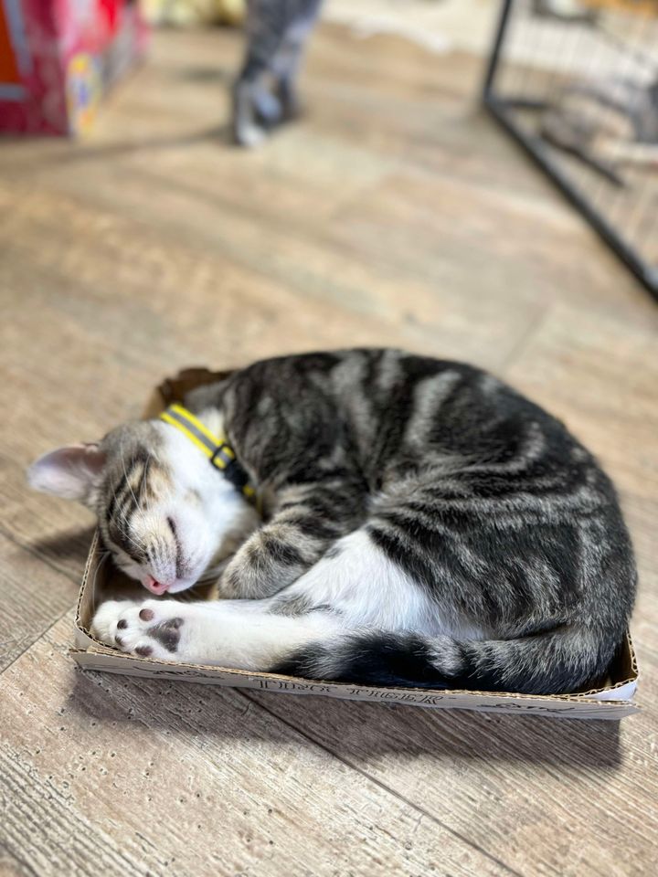 Homer, a Adopted American Shorthair in Rixeyville, VA image 1/4