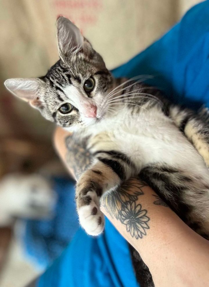 Homer, a Adopted American Shorthair in Rixeyville, VA image 3/4