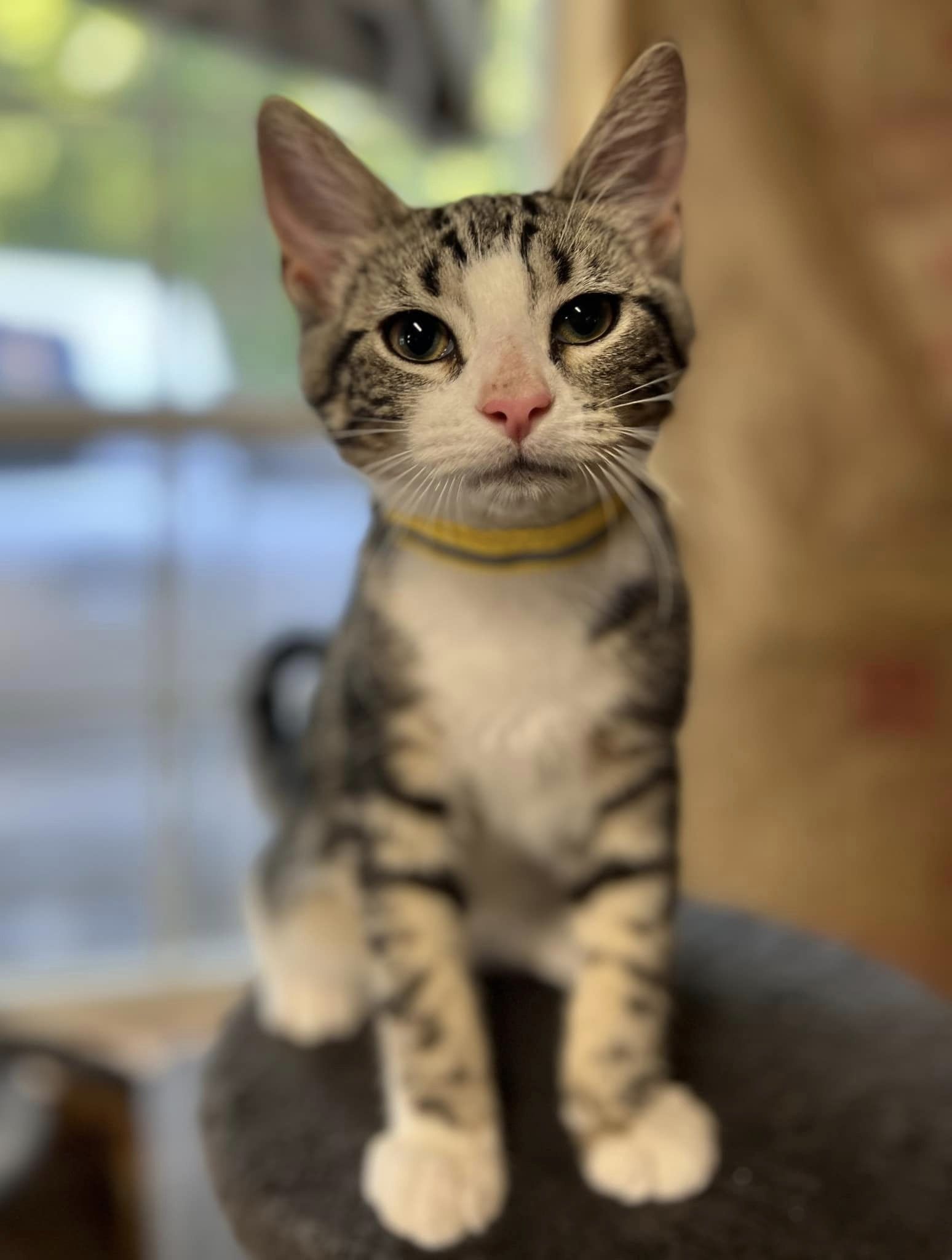 Homer, a Adopted American Shorthair in Rixeyville, VA image 4/4