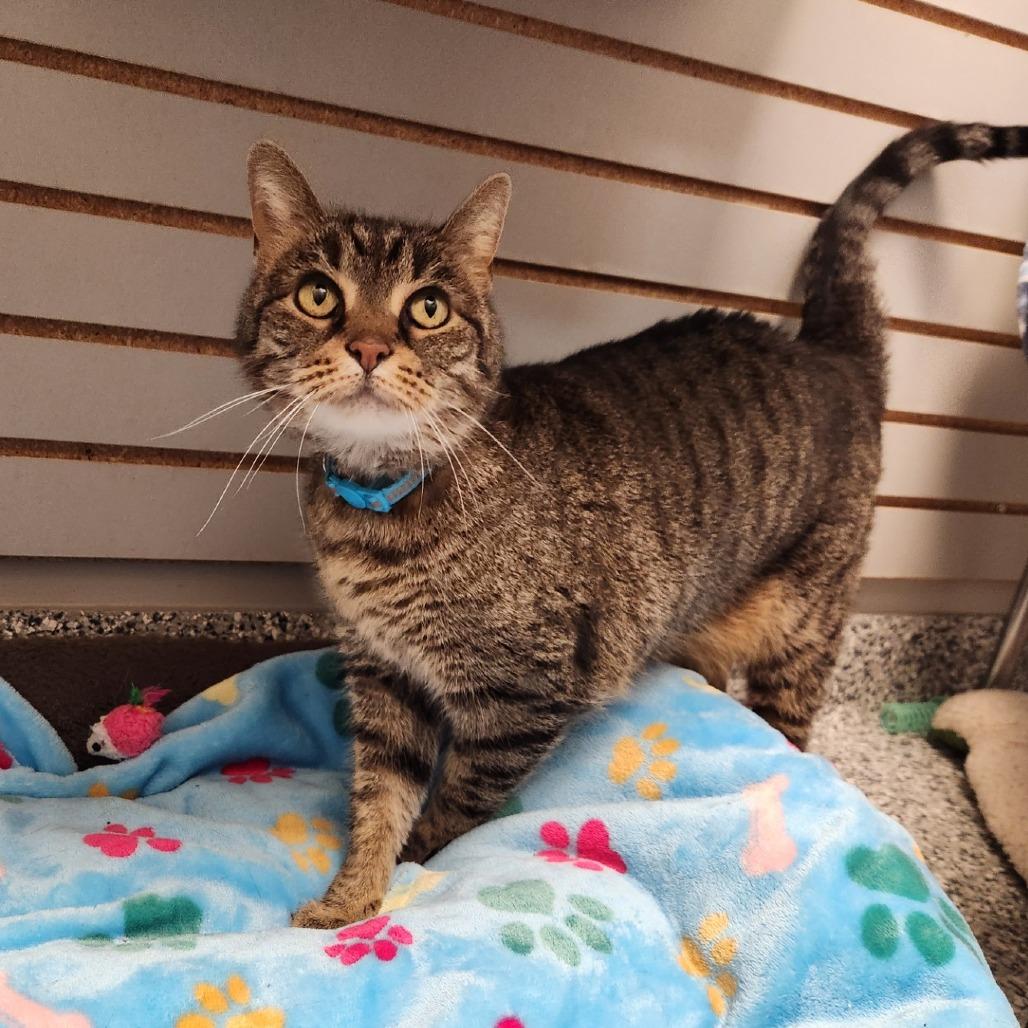 Cocoa, Adoptable, Senior Male Domestic Short Hair.