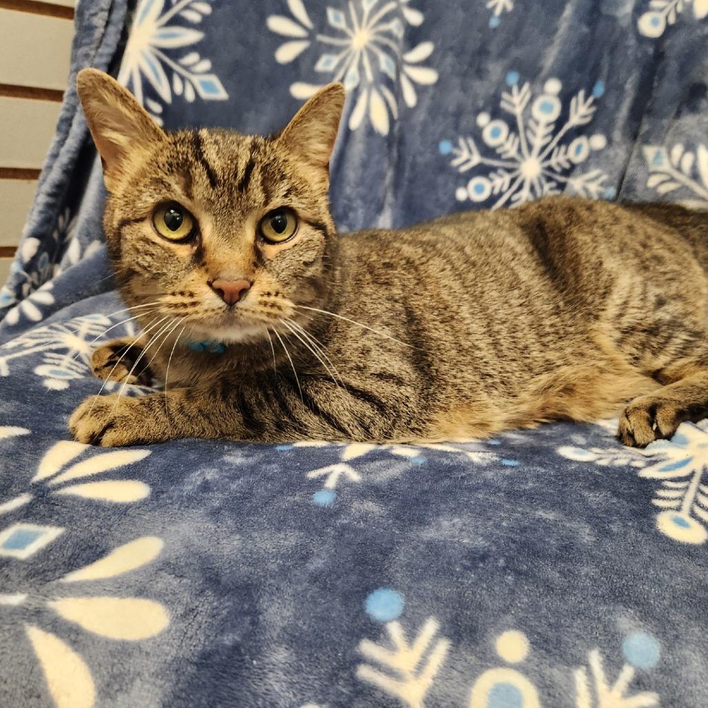 Enlarge Cocoa, a Adoptable Domestic Short Hair in Brookfield, WI image 2/4