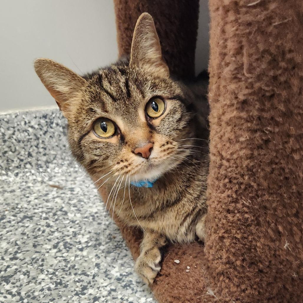 Enlarge Cocoa, a Adoptable Domestic Short Hair in Brookfield, WI image 3/4