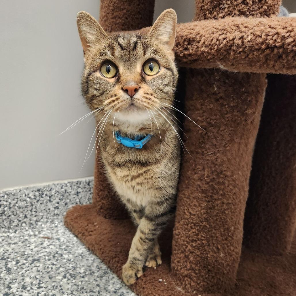 Enlarge Cocoa, a Adoptable Domestic Short Hair in Brookfield, WI image 4/4