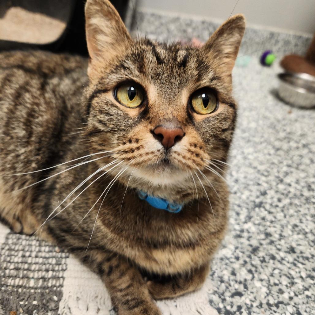 Cocoa, a Adoptable Domestic Short Hair in Brookfield, WI image 5/5