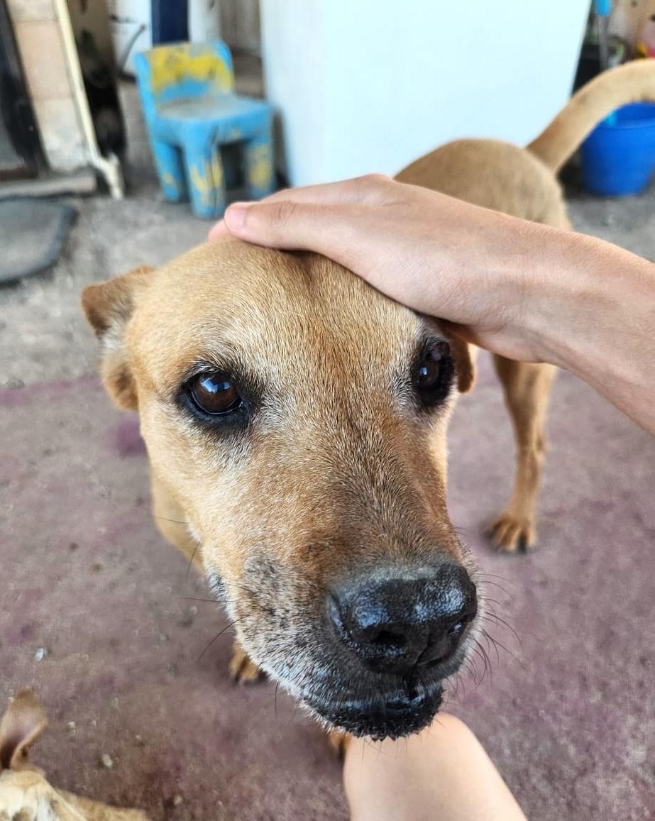 Enlarge Sandy, a Adoptable mixed breed in Mexicali, BCN image 3/6