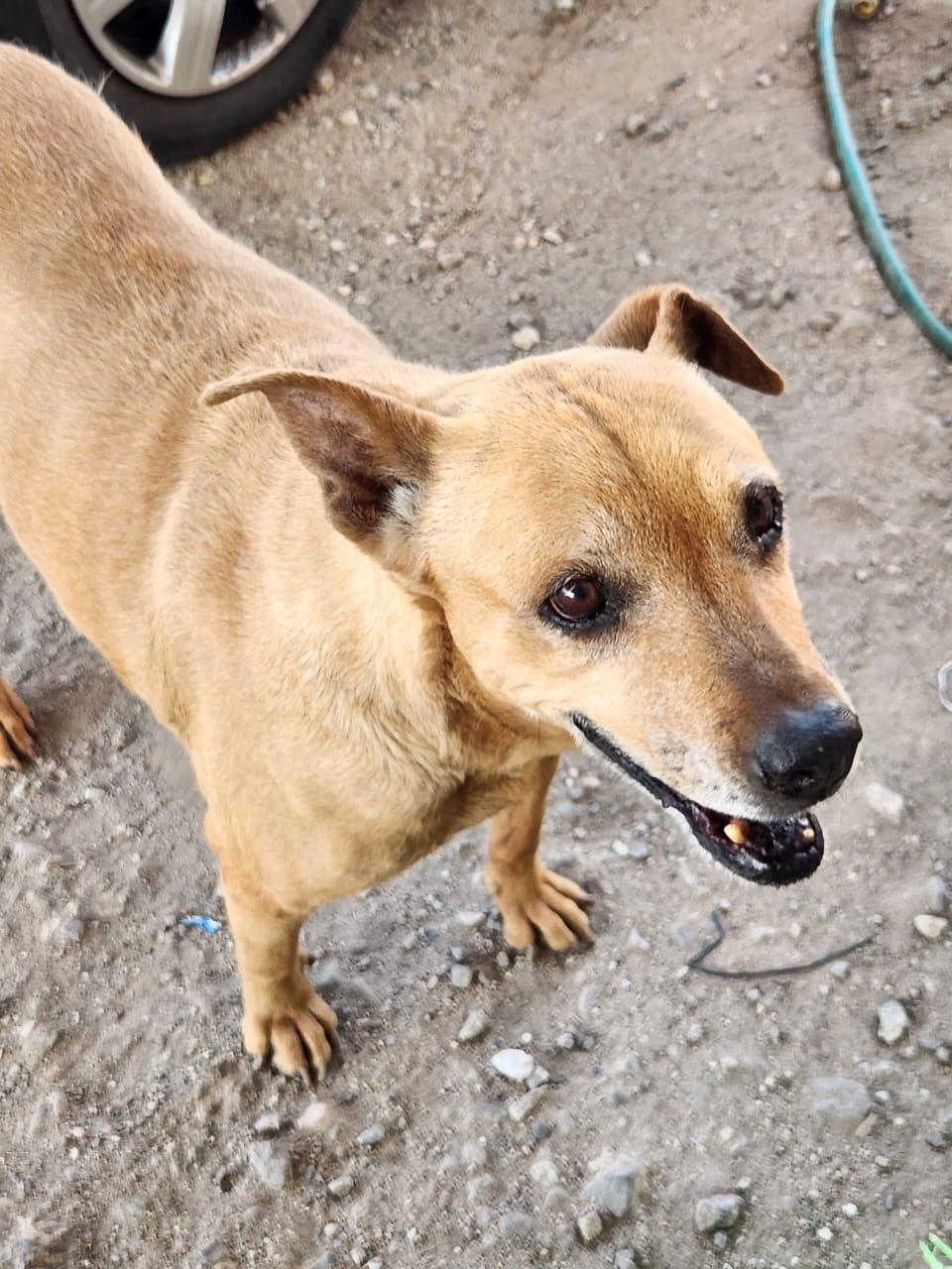Sandy, Adoptable, Adult Female Pit Bull Terrier.
