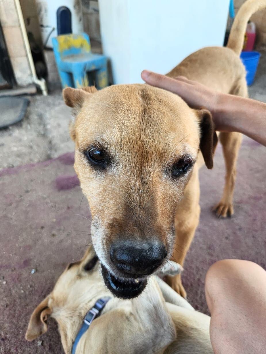 Enlarge Sandy, a Adoptable mixed breed in Mexicali, BCN image 2/6
