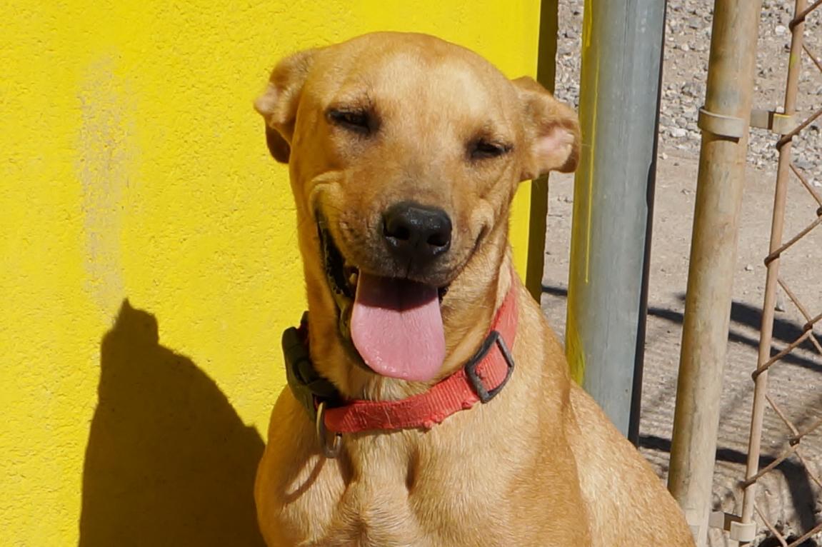 Enlarge Sandy, a Adoptable mixed breed in Mexicali, BCN image 5/6
