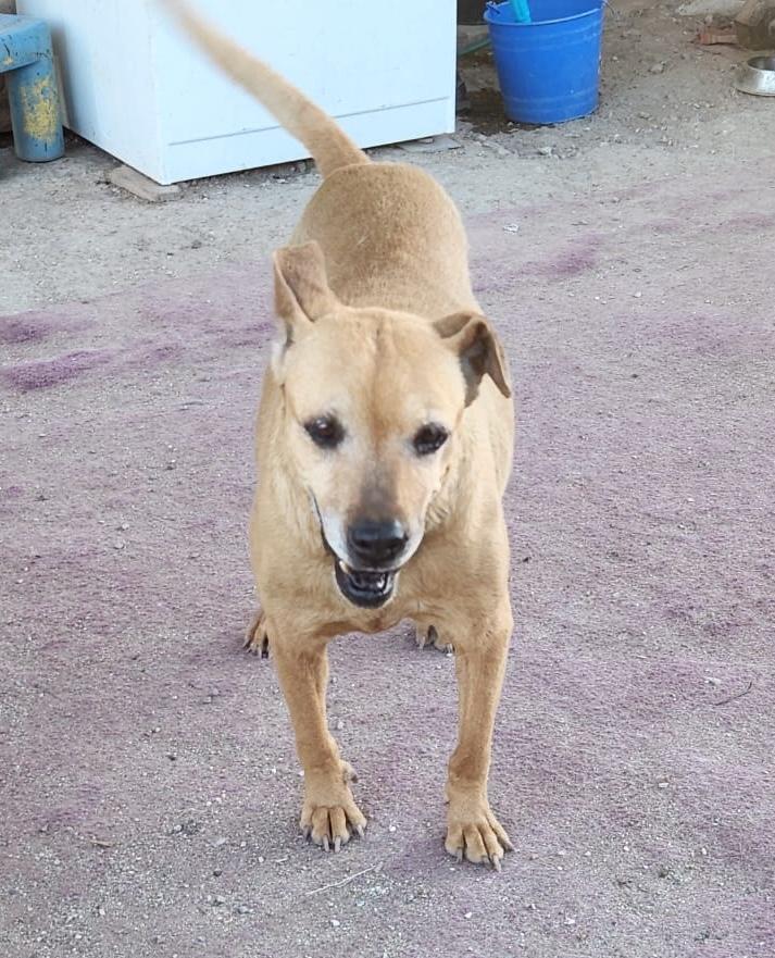 Enlarge Sandy, a Adoptable mixed breed in Mexicali, BCN image 4/6