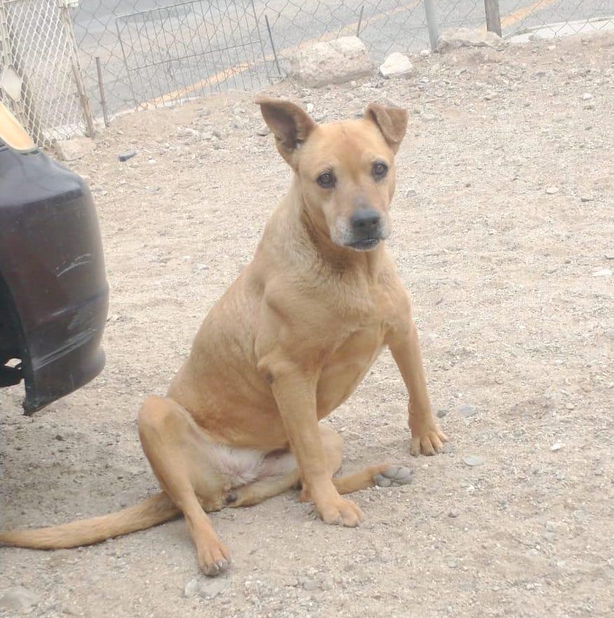 Sandy, an adoptable Pit Bull Terrier in Mexicali, BCN, 21280 | Photo Image 3