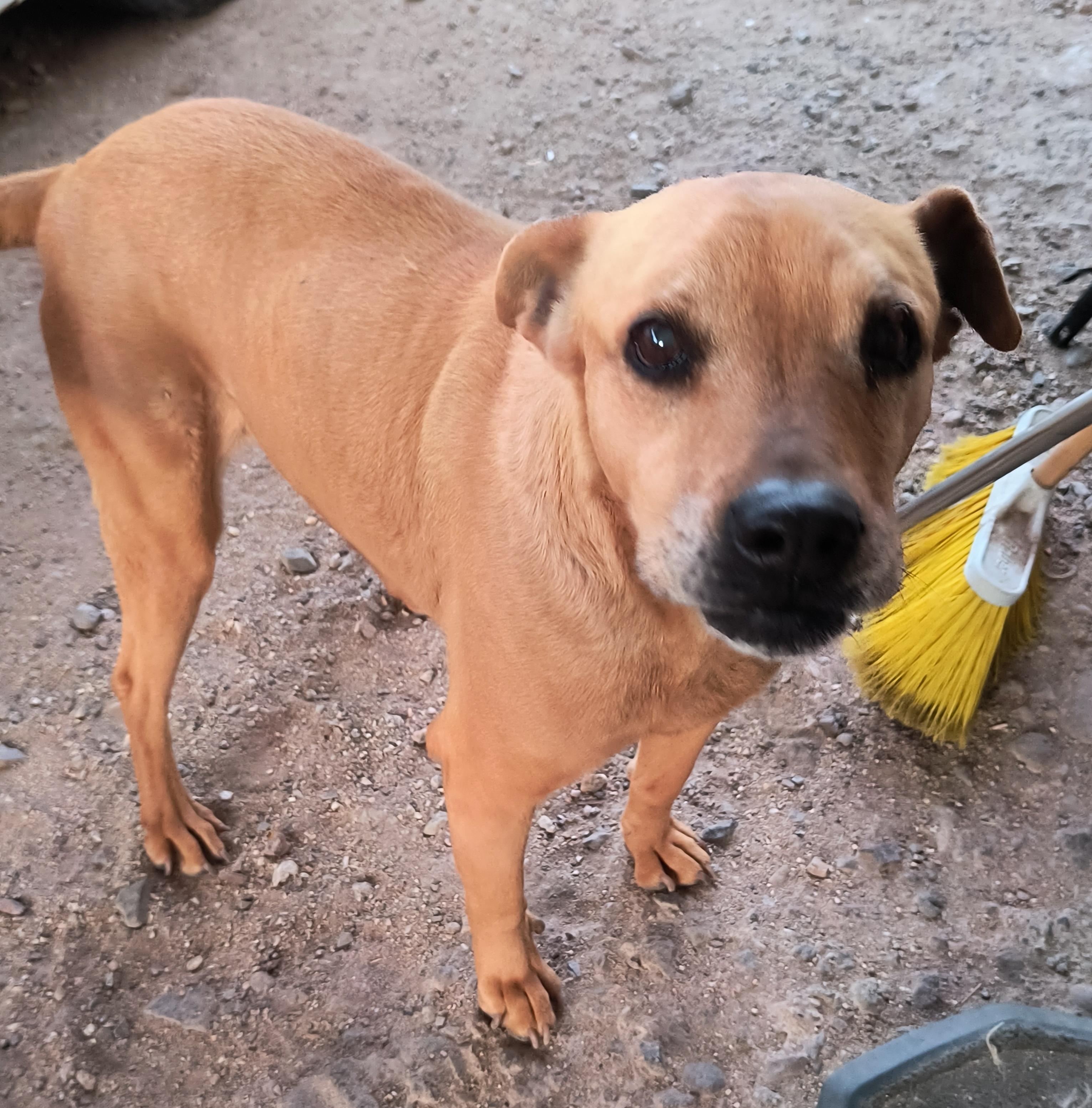 Sandy, Adoptable, Adult Female Pit Bull Terrier.