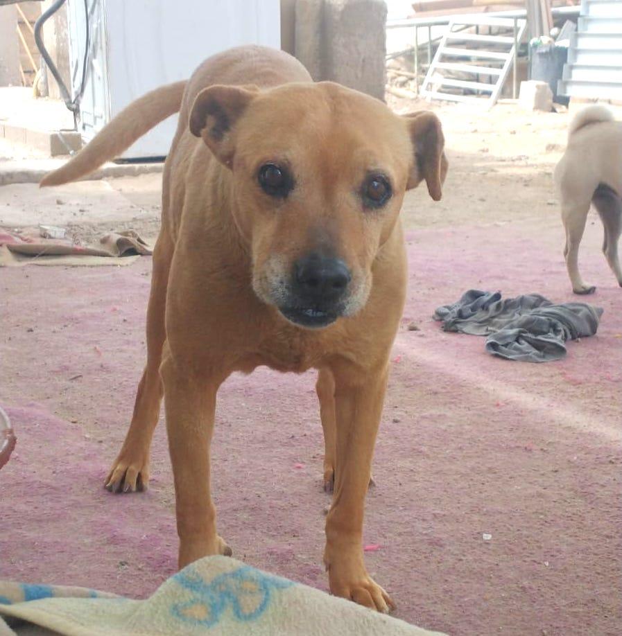 Sandy, an adoptable Pit Bull Terrier in Mexicali, BCN, 21280 | Photo Image 4