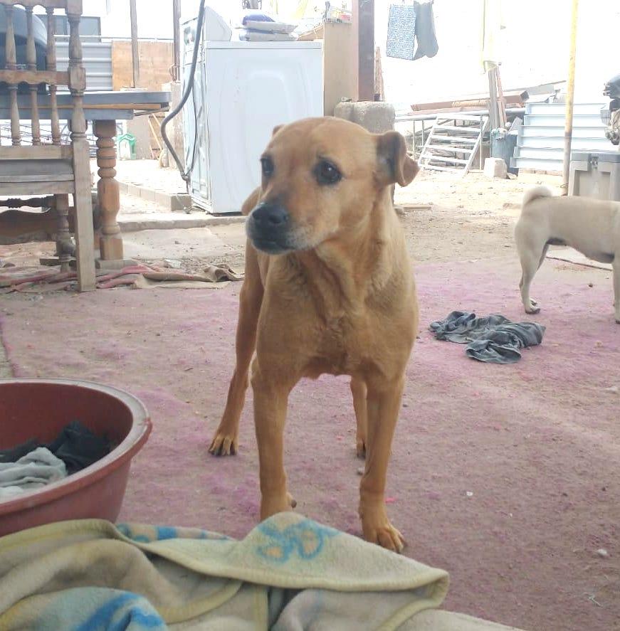 Sandy, an adoptable Pit Bull Terrier in Mexicali, BCN, 21280 | Photo Image 2