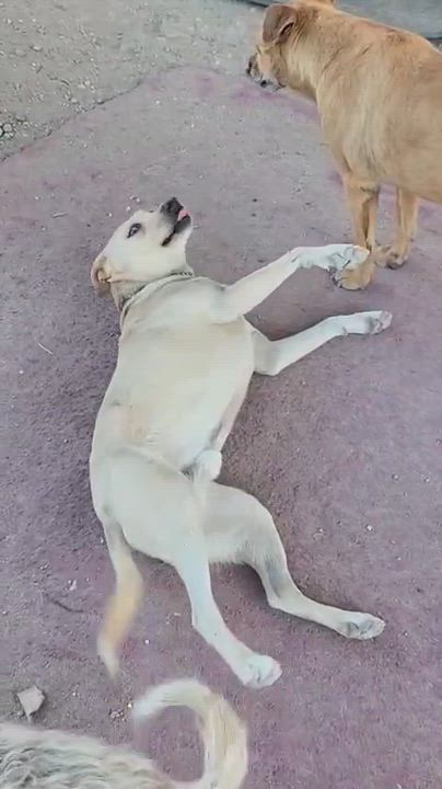 Enlarge Sandy, a Adoptable mixed breed in Mexicali, BCN video 6/6