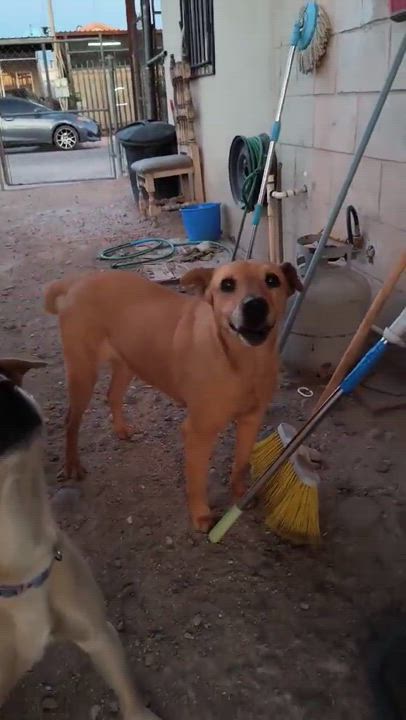 Enlarge Sandy, a Adoptable mixed breed in Mexicali, BCN video 4/5