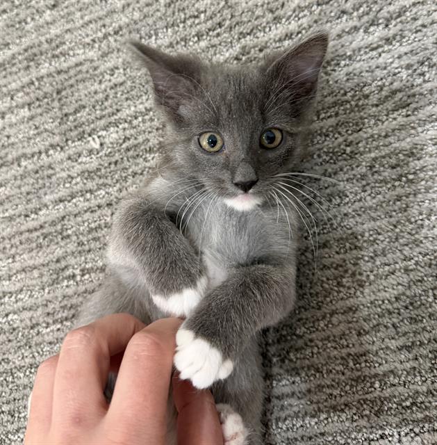 SURIEL, Adoptable, Kitten Male Domestic Short Hair.