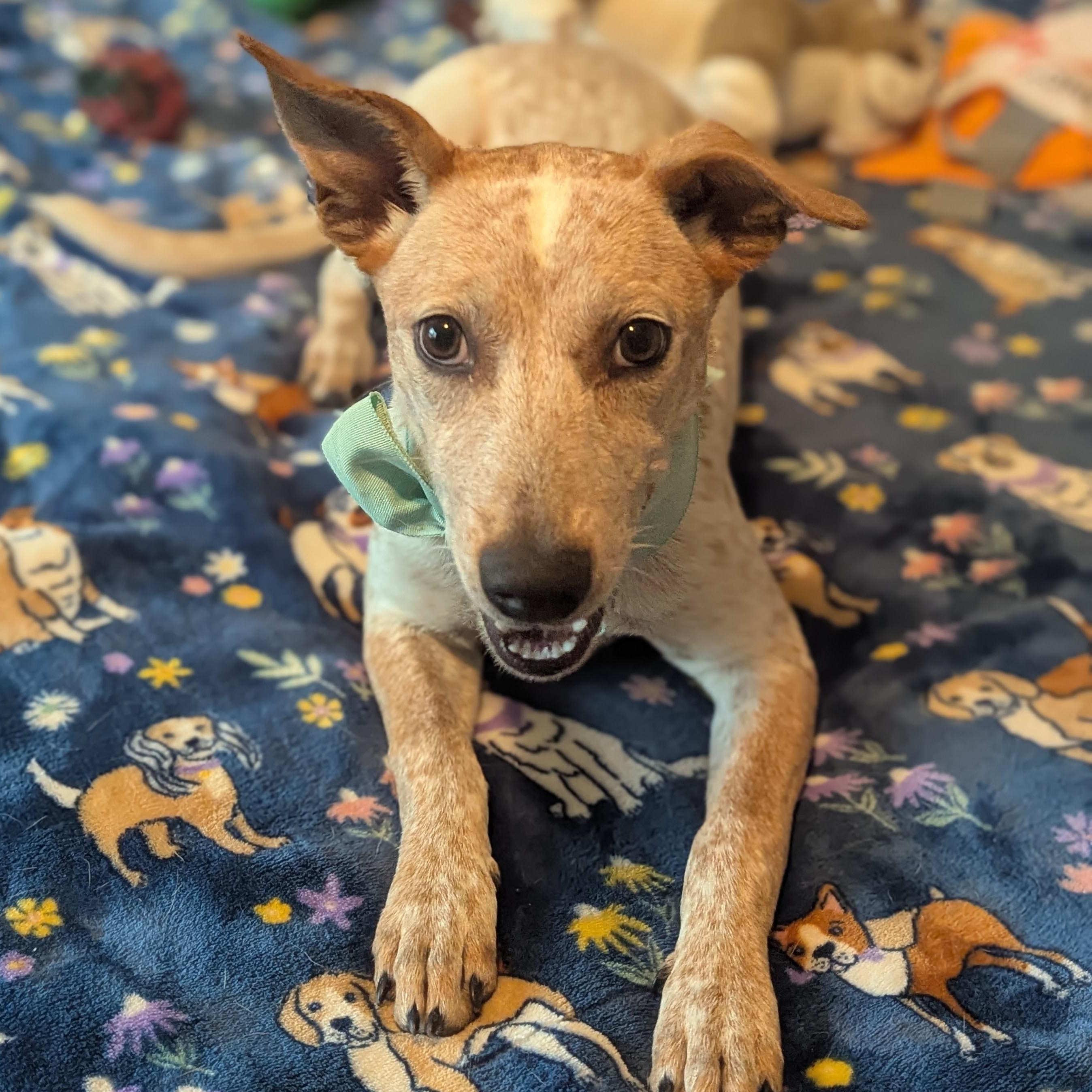 Bindi