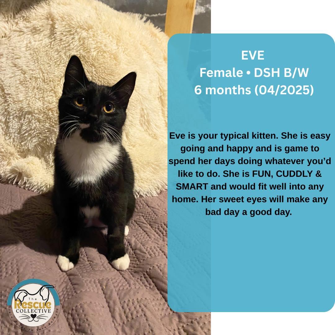Eve, an adoptable Domestic Short Hair in Clive, AB, T0C 0Y0 | Photo Image 1