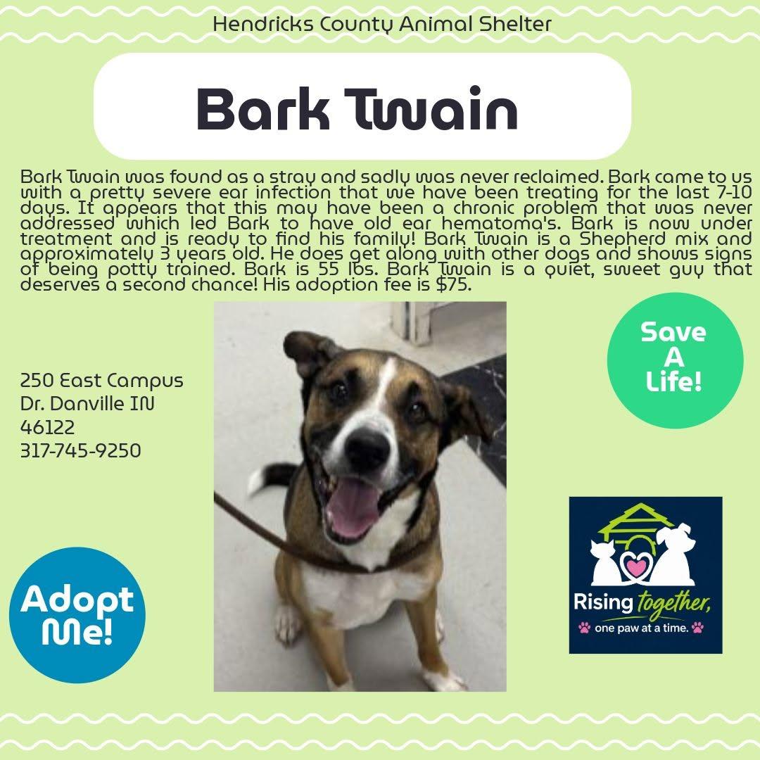 Bark Twain, Adoptable, Adult Male Shepherd & Mixed Breed.