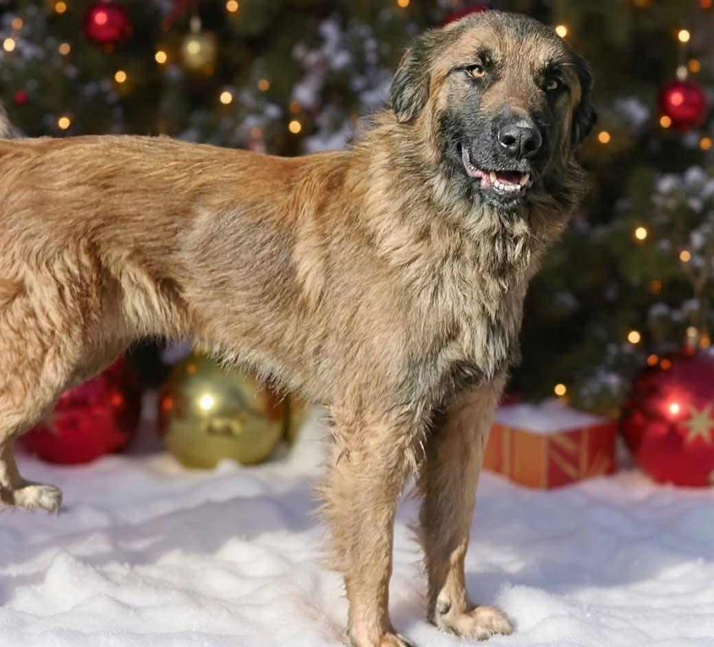 Enlarge Shadow, an adopted mixed breed in Ossining, NY image 2/2