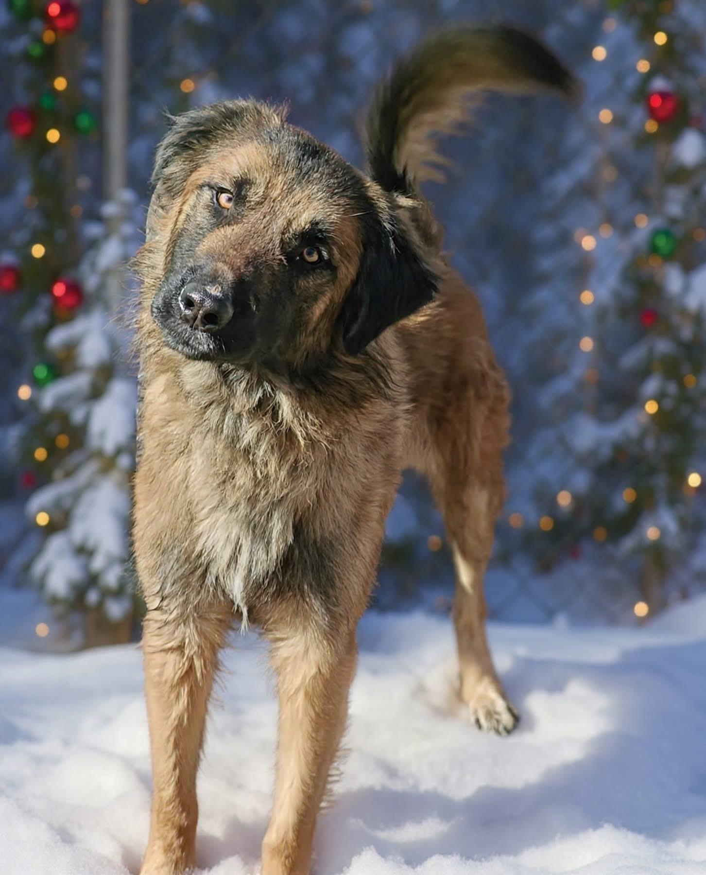 Shadow, adopted, Adult Male German Shepherd Dog.