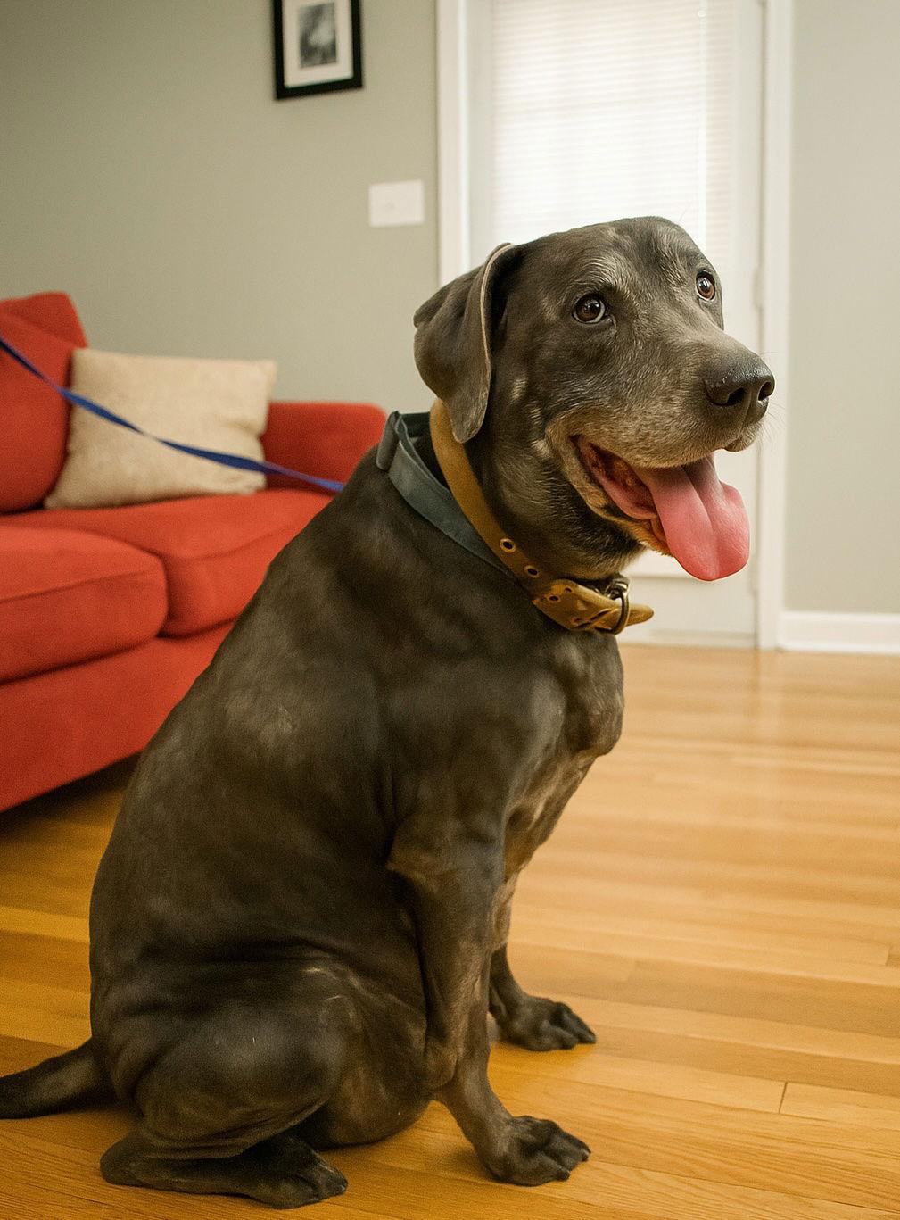 Enlarge Root Beer, a Adoptable Labrador Retriever in Alpharetta, GA image 1/3