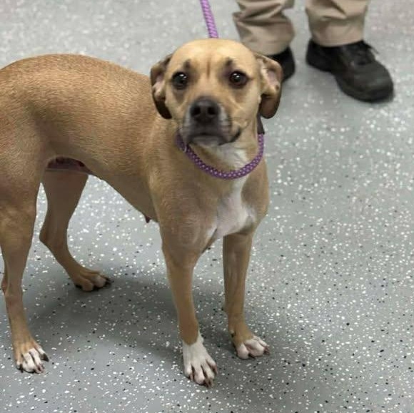 Remmie, ADOPTABLE, Puppy Female Labrador Retriever & Mountain Cur.