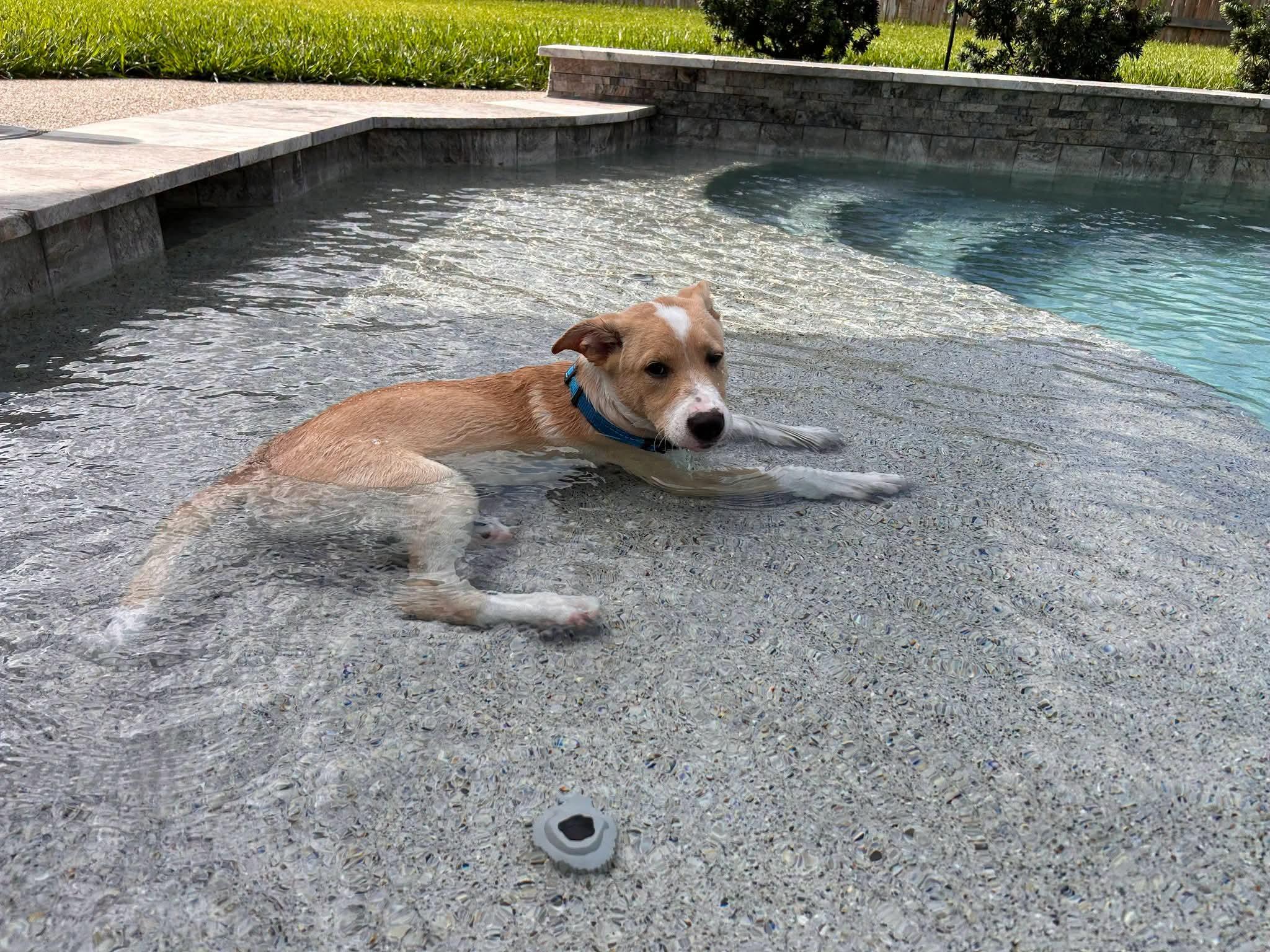 Enlarge Freddie, a ADOPTABLE mixed breed in Cypress, TX image 5/5